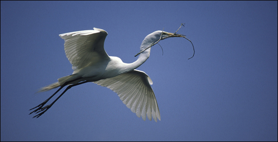Great White Egret with nesting material.